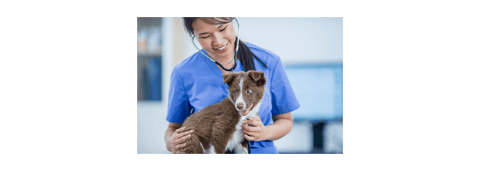 veterinarian looking after a dog