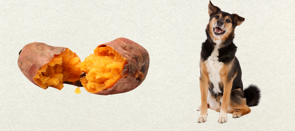 dog sitting next to an opened sweet potato