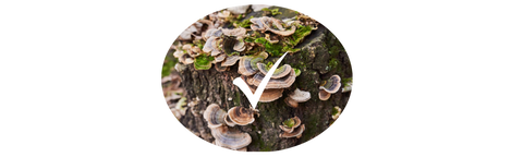 turkey tail mushroom