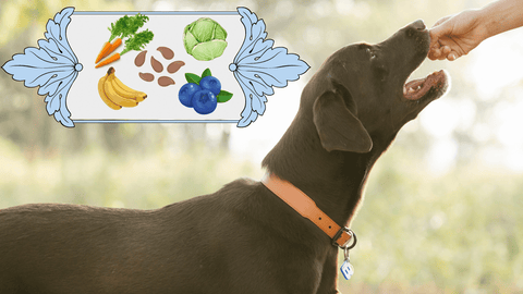 dog next to platter of blueberries, cabbage, carrots, flaxseeds, and bananas