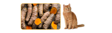 cat next to curcumin