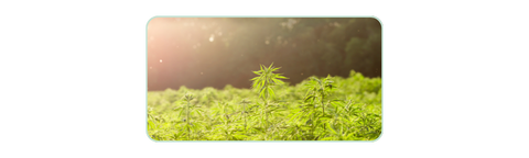 hemp farm