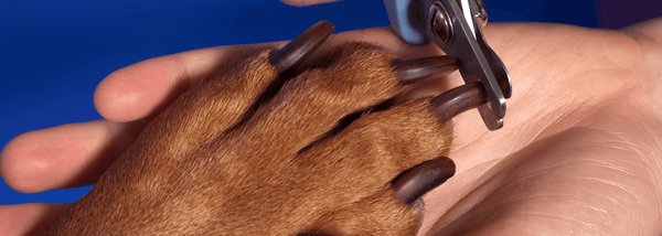 clipping a dog with black nails' nails