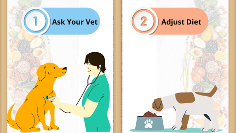 talk to your vet then adjust your dog's diet