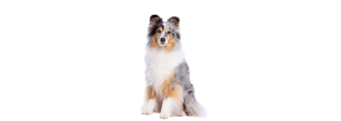 Shetland Sheepdog