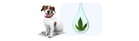 hemp oil for dogs, possibilities!