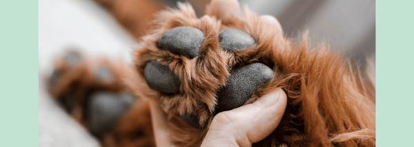 finger touching a dog's paw