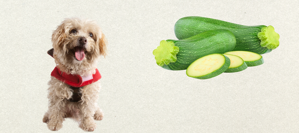 Dog next to some zucchini