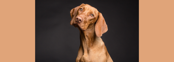 a dog looking into the camera