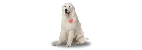 white dog with a red hot spot