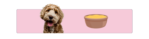do veterinarians say dogs can have curcumin, is curcumin good for dogs?