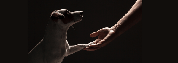 black background, person and dog touching hands
