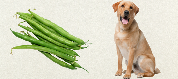 Dogs love green beans