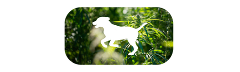 the benefits of hemp oil, cbd oil for dogs