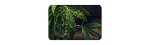 hemp plant