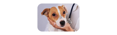 types of allergies in dogs