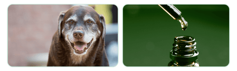 senior dog with cushings, hemp oil