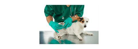 veterinarian treating a dog for something.
