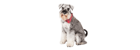 Miniature Schnauzer