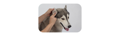 dog's ear being checked for allergic reaction