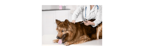 dog being treated for an ailment