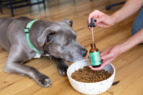 dog trying lolahemp oil