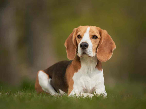 Are idiopathic seizures different from other types of canine seizures? - Image of a Beagle