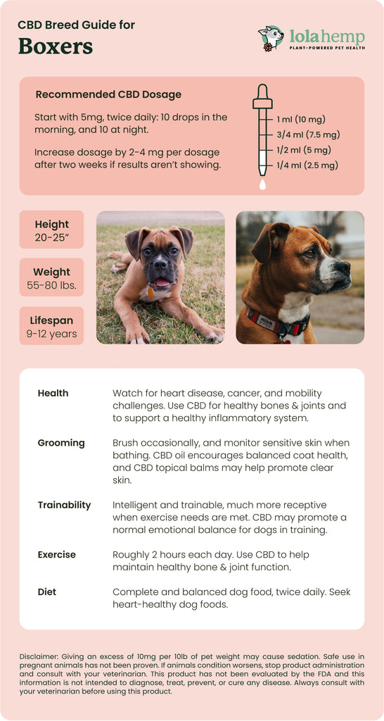 Boxers: Lolahemp CBD Breed Guide