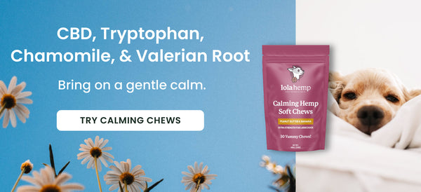 try calming chews for dogs with CBD, tryptophan, chamomile, and valerian root.