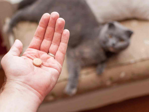 Dosage of Benadryl for Cats