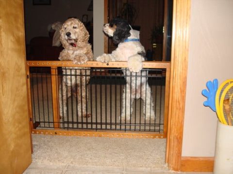 two cocker spaniels standing at blocked gate