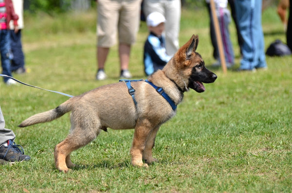 german shepherd puppy wearing blue harness at puppy school