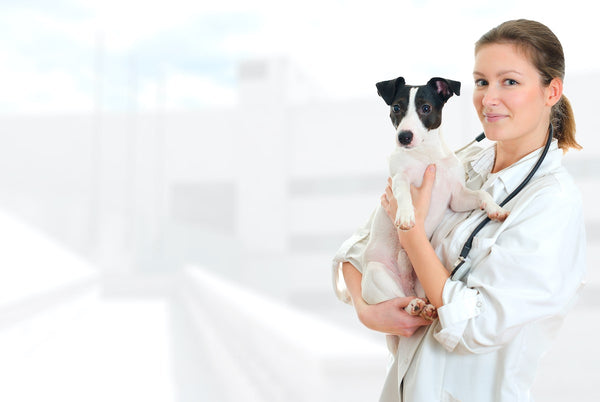 Female veterinarian holding small black and white terrier dog