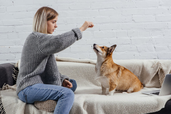 woman wearing gray sweater training small corgi dog on a couch