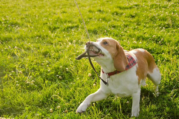 little brown and white dog using their mouth to pull on their own leash