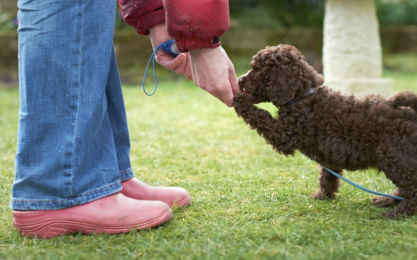 small brown poodle eating a reward treat out of owners hand