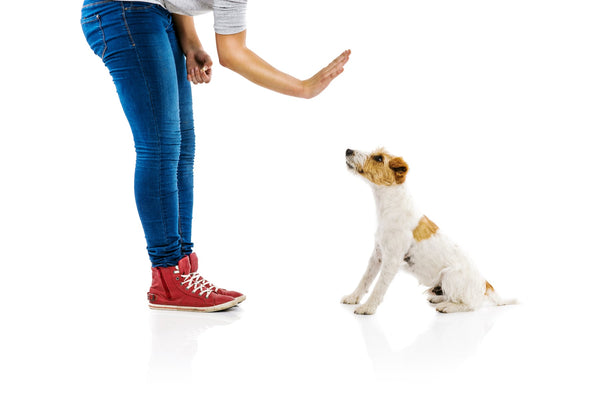 woman wearing red shoes training small brown and white terrier dog to sit