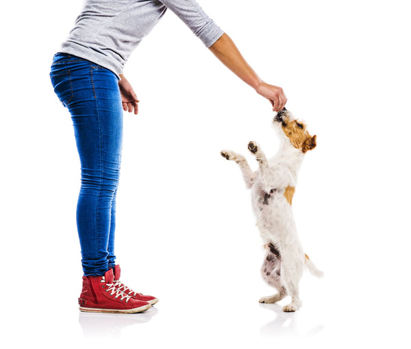 woman wearing red shoes training small brown and white terrier dog standing on their back legs