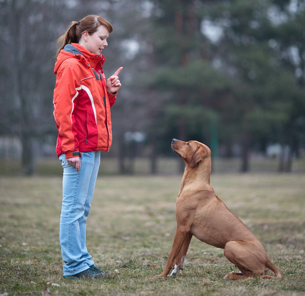female owner wearing red coat pointing up training brown dog