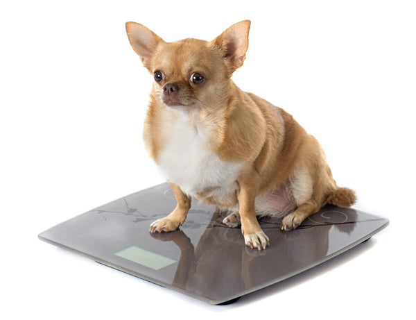 small tan overweight chihuahua on a scale