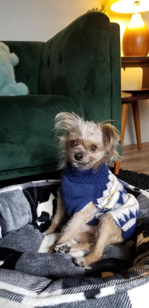 Gremlin sitting in his bed