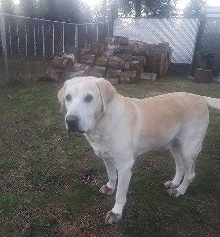 Nacho the lab standing outside by stacked wood