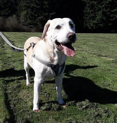 Nacho the yellow lab standing outside smiling with his tongue out