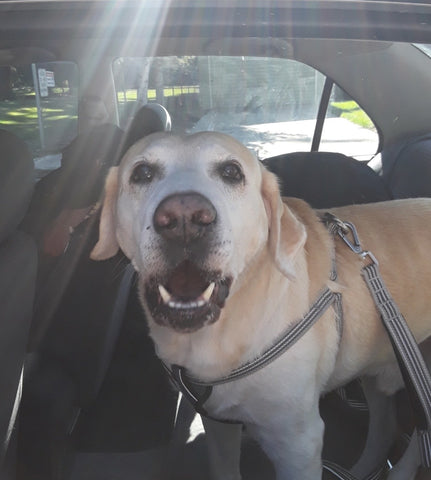 yellow lab wearing harness standing in a car smiling