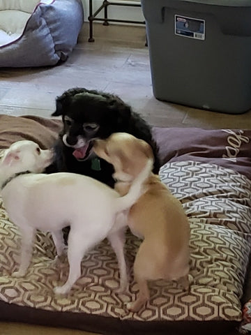 small black dog playing with two other small dogs