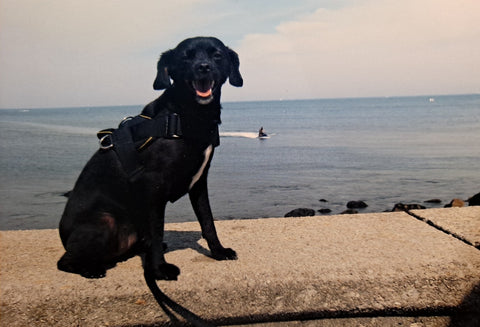 small black dog sitting on a ledge overlooking the ocean