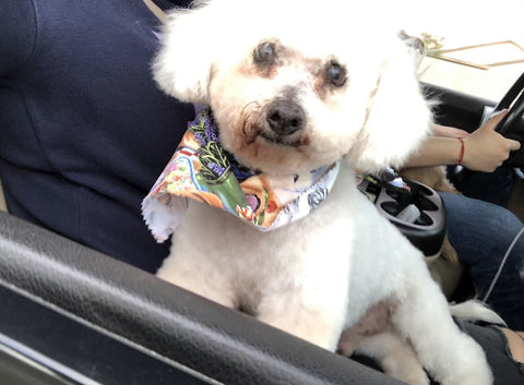 small white dog sitting in car smiling