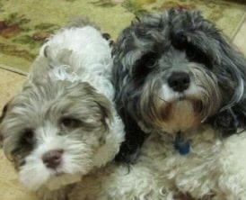 small white and brown and gray and white dogs cuddling