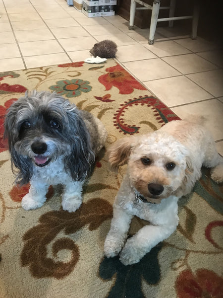 small gray and small white dogs sitting together smiling