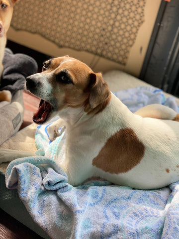 Fifi lounging in her bed